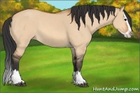 Horse Color:Bay Dun Sabino Splash 