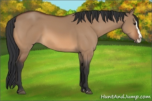 Horse Color: Unknown 
