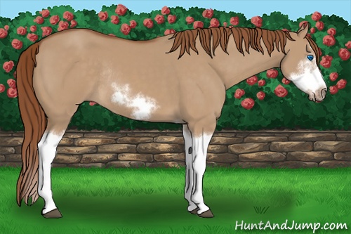Horse Color: Red Dun Sabino Splash Frame Rabicano 