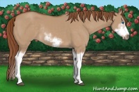 Horse Color:Red Dun Sabino Splash Frame Rabicano 