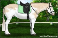 Horse Color:Red Dun Sabino Splash Frame Rabicano 