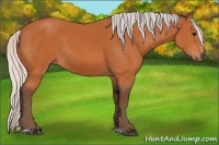 Horse Color:Silver Bay Sabino 