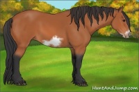 Horse Color:Bay Sabino Frame