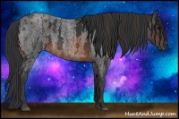Horse Color:Brown Roan Sabino Rabicano  Brindle