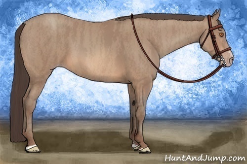 Horse Color: Sable Champagne Sabino Rabicano  Brindle