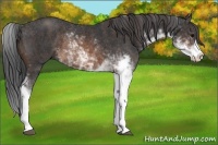 Horse Color:Brown Sabino Rabicano  Brindle