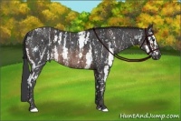 Horse Color:Brown Sabino Rabicano  Brindle