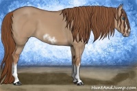 Horse Color:Red Dun Sabino Splash Frame Rabicano