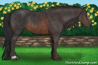 Horse Color:Brown Sabino Rabicano  Brindle