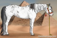 Horse Color:Brown Sabino Rabicano  Brindle