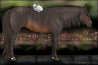 Horse Color:Brown Sabino Rabicano  Brindle