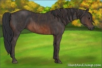 Horse Color:Brown Sabino Rabicano Brindle