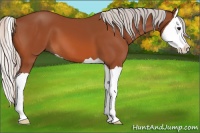 Horse Color:Silver Bay Splash 