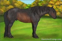 Horse Color:Brown Sabino Rabicano  Brindle