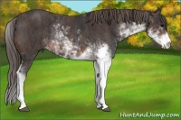 Horse Color:Brown Sabino Rabicano Brindle