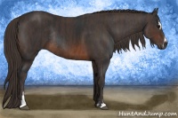 Horse Color:Brown Sabino Rabicano  Brindle