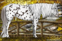 Horse Color:Liver Chestnut Sabino Appaloosa 