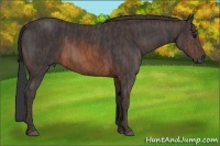 Horse Color:Brown Roan Sabino Rabicano  Brindle