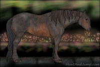 Horse Color:Brown Sabino Rabicano  Brindle