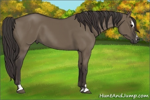 Horse Color:Smoky Grullo Sabino 