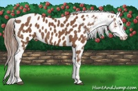 Horse Color:Chestnut Sabino Near Leopard 