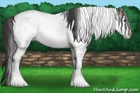 Horse Color:Brown Sabino Near Fewspot 