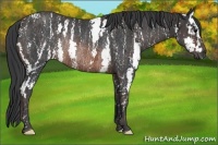 Horse Color:Brown Sabino Rabicano  Brindle