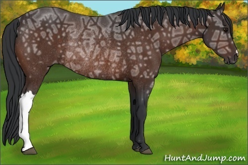 Horse Color: Bay Ice Rabicano 