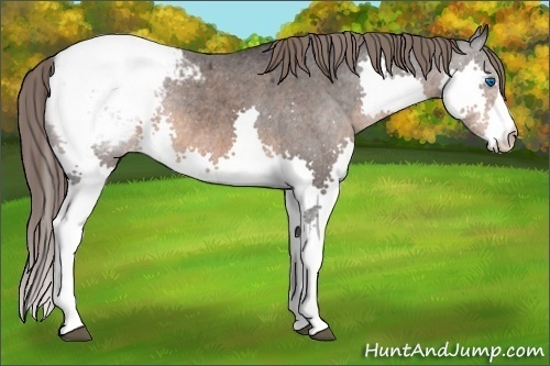 Horse Color: Brown Splash Snowcap Rabicano 