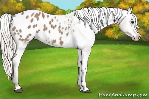 Horse Color: Silver Grullo Blanket 