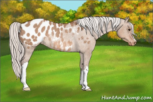 Horse Color: Silver Bay Dun Blanket Rabicano 