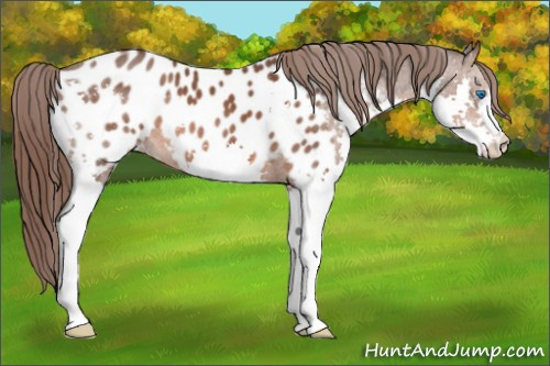 Horse Color: Brown Splash Blanket 