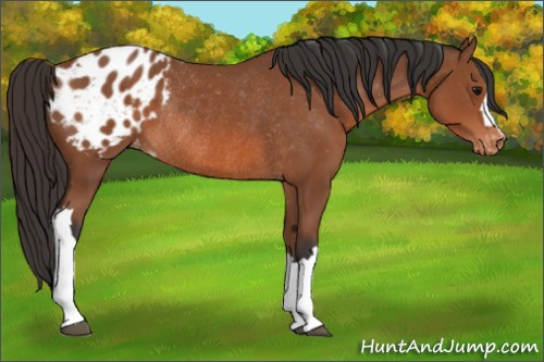 Horse Color: Bay Blanket Rabicano 