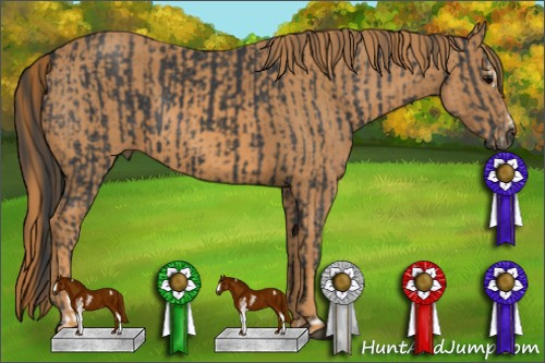 Horse Color: Brown Sabino Rabicano  Brindle