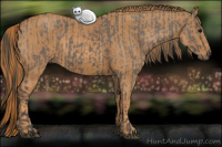 Horse Color:Brown Dun Sabino Rabicano  Brindle