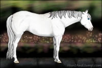Horse Color:Gray White Spotted Classic Champagne Dun Splash Rabicano 