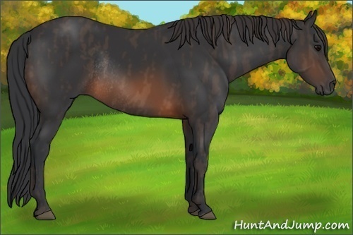 Horse Color: Brown Rabicano  Brindle