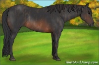 Horse Color:Brown Rabicano Brindle