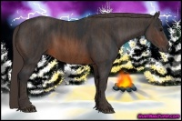 Horse Color:Brown Rabicano Brindle