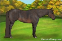 Horse Color:Brown Rabicano Brindle