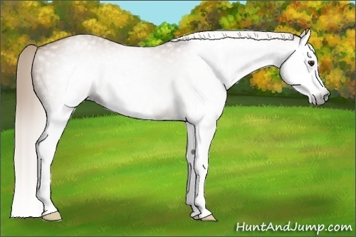 Horse Color:Gray Red Dun Splash
