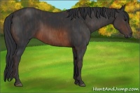 Horse Color:Brown Rabicano Brindle