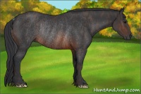 Horse Color:Brown Rabicano Brindle