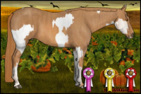 Horse Color:Silver Brown Pearl Sabino Appaloosa Rabicano  Brindle