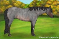 Horse Color:Brown Roan Rabicano  Brindle