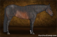 Horse Color:Brown Rabicano Brindle