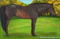 Horse Color:Brown Rabicano  Brindle