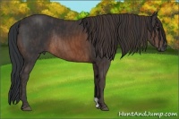 Horse Color:Brown Rabicano  Brindle
