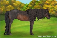 Horse Color:Brown Rabicano Brindle