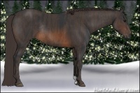 Horse Color:Brown Rabicano  Brindle